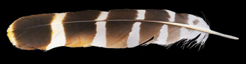 Red-shouldered hawk feather